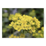 Basket Of Gold Alyssum cards