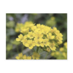Basket Of Gold Alyssum Post Cards