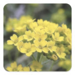 Basket Of Gold Alyssum Square Stickers