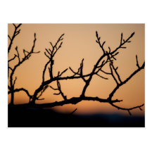 Basket of Sunset Post Cards