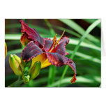 Basking Day Lily Greeting Cards