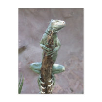 Basking Iguana Postcard
