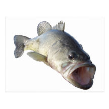bass 2 postcards