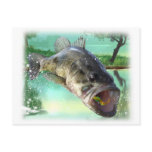 bass fish green