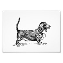 Basset Hound Art Photo