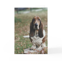 Basset Hound cards