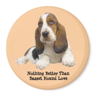 Basset Hound Fabulous Face Magnet by normagolden