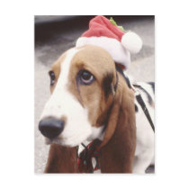 Basset Hound in Santa Hat Post Cards