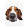 Basset Hound In your face Postcard