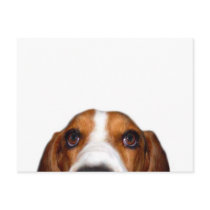 Basset Hound In your face Postcard