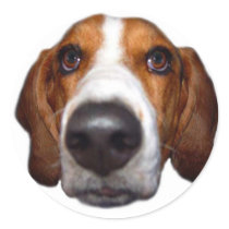 Basset Hound In your face Stickers