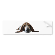 Basset Hound lying down