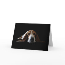 Basset Hound lying down