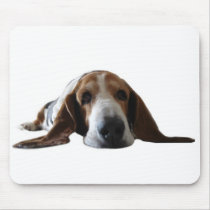 Basset Hound lying down