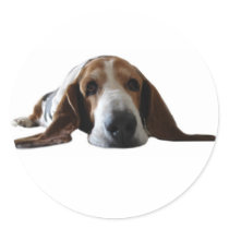 Basset Hound lying down