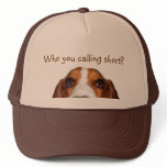 Basset Hound peeking in Trucker Hat