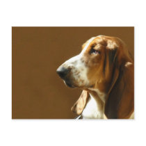 Basset Hound Photo Postcard