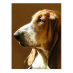 Basset Hound Photo Postcard