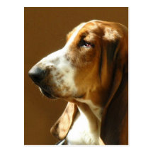 Basset Hound Photo Postcard