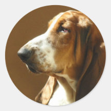 Basset Hound Photo Sticker
