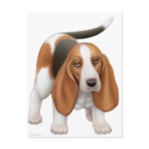 Basset Hound Postcard