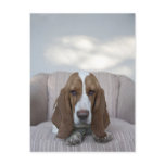 Basset Hound Postcard
