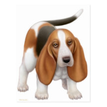 Basset Hound Postcard