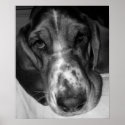 Basset Hound posters