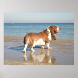 Basset Hound posters