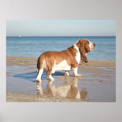 Basset Hound Posters by beverlytazangel