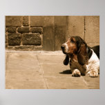 Basset Hound Poster