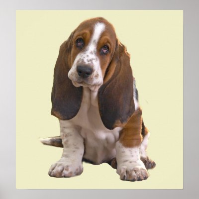Basset Hound Print by normagolden
