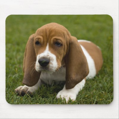 Basset Hound Puppy Mousepad by alwaysdogs