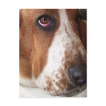 Basset Hound Puppy Postcard