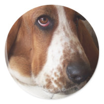 Basset Hound Puppy Stickers