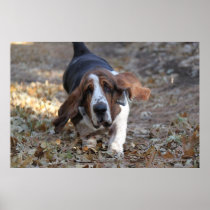 Basset Hound Running Posters