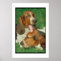 Basset Hounds Poster