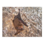 Bat In A Cave Post Cards