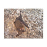 Bat In A Cave Post Cards
