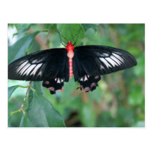 Bat Wing Butterfly Post Cards
