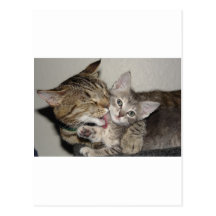 Bath Time Post Cards