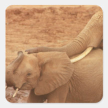 Bathing Baby Elephant Stickers