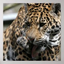 Bathing Leopard Poster