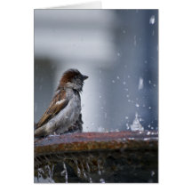 Bathing Sparrows Cards
