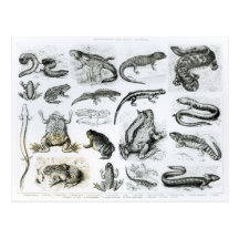 Batrachians and other Amphibia Postcards