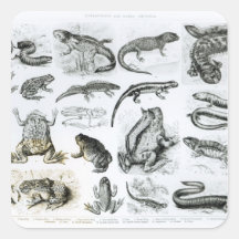 Batrachians and other Amphibia Square Sticker