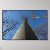 baum posters