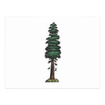 Baum tree sequoia postkarte