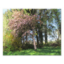 Bäume im Frühling - Energiebild Photo