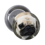 Bauwk ... Pug Dog ... Thailand Buttons